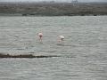 2008_12_Camargue_04 Les Saintes Maries_06